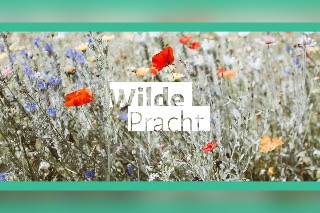 Wilde Pracht